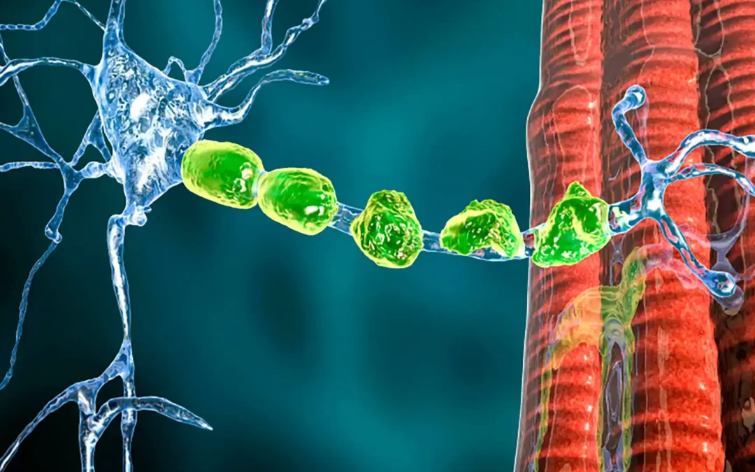 ¿Qué son las Enfermedades de la Unión Neuromuscular?