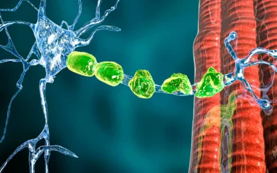 ¿Qué son las Enfermedades de la Unión Neuromuscular?